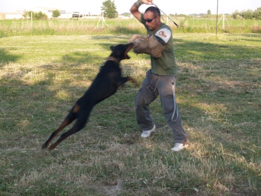 thor en accion, un perro de trabajo deportivo